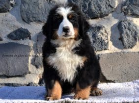 Chiots de race Bouvier bernois à vendre chez l'éleveur ELEVAGE DU DOMAINE DE LEON DE LA SEILLE