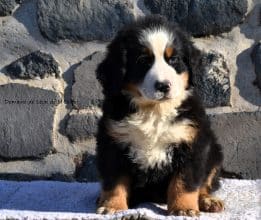 Chiots de race Bouvier bernois à vendre chez l'éleveur ELEVAGE DU DOMAINE DE LEON DE LA SEILLE