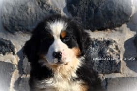 Chiots de race Bouvier bernois à vendre chez l'éleveur ELEVAGE DU DOMAINE DE LEON DE LA SEILLE