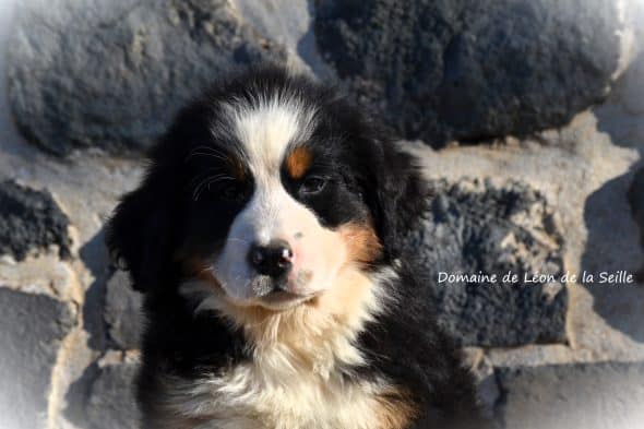 Image de la portée de chiot de l'élévage ELEVAGE DU DOMAINE DE LEON DE LA SEILLE