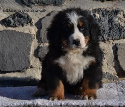 Chiots de race Bouvier bernois à vendre chez l'éleveur ELEVAGE DU DOMAINE DE LEON DE LA SEILLE