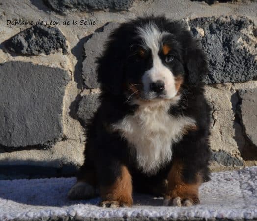 Image de la portée de chiot de l'élévage ELEVAGE DU DOMAINE DE LEON DE LA SEILLE