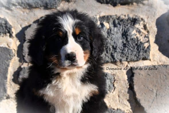 Image de la portée de chiot de l'élévage ELEVAGE DU DOMAINE DE LEON DE LA SEILLE