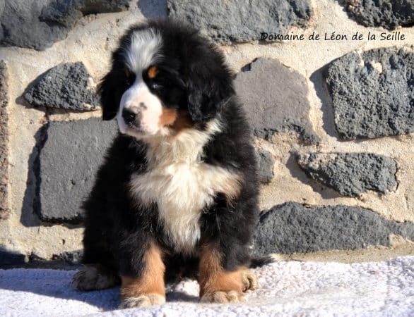 Image de la portée de chiot de l'élévage ELEVAGE DU DOMAINE DE LEON DE LA SEILLE