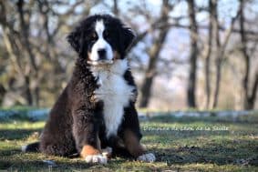 Chiots de race Bouvier bernois à vendre chez l'éleveur ELEVAGE DU DOMAINE DE LEON DE LA SEILLE