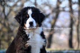 Chiots de race Bouvier bernois à vendre chez l'éleveur ELEVAGE DU DOMAINE DE LEON DE LA SEILLE