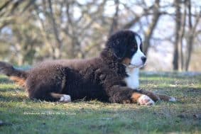 Chiots de race Bouvier bernois à vendre chez l'éleveur ELEVAGE DU DOMAINE DE LEON DE LA SEILLE