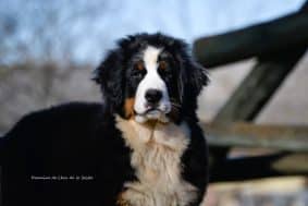 Chiots de race Bouvier bernois à vendre chez l'éleveur ELEVAGE DU DOMAINE DE LEON DE LA SEILLE