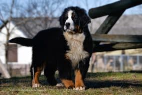 Chiots de race Bouvier bernois à vendre chez l'éleveur ELEVAGE DU DOMAINE DE LEON DE LA SEILLE