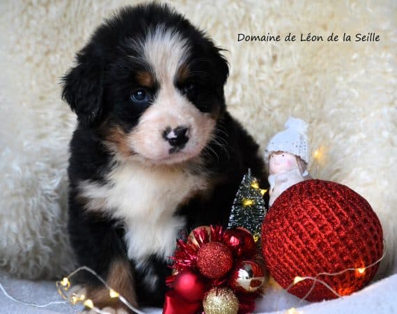 Image de la portée de chiot de l'élévage ELEVAGE DU DOMAINE DE LEON DE LA SEILLE