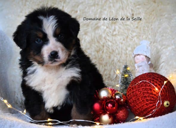 Image de la portée de chiot de l'élévage ELEVAGE DU DOMAINE DE LEON DE LA SEILLE