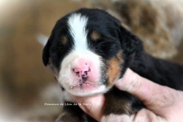 Image de la portée de chiot de l'élévage ELEVAGE DU DOMAINE DE LEON DE LA SEILLE