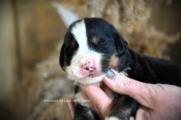 Image de la portée de chiot de l'élévage ELEVAGE DU DOMAINE DE LEON DE LA SEILLE