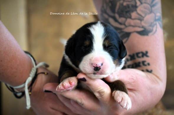 Image de la portée de chiot de l'élévage ELEVAGE DU DOMAINE DE LEON DE LA SEILLE