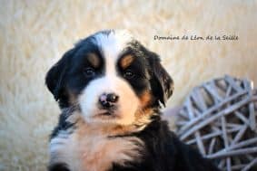 Chiots de race Bouvier bernois à vendre chez l'éleveur ELEVAGE DU DOMAINE DE LEON DE LA SEILLE