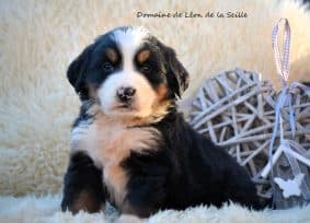 Chiots de race Bouvier bernois à vendre chez l'éleveur ELEVAGE DU DOMAINE DE LEON DE LA SEILLE