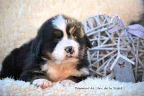 Chiots de race Bouvier bernois à vendre chez l'éleveur ELEVAGE DU DOMAINE DE LEON DE LA SEILLE