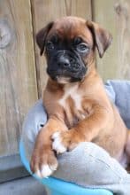 Chiots d'apparence Boxer à vendre chez l'éleveur FAURE SAS