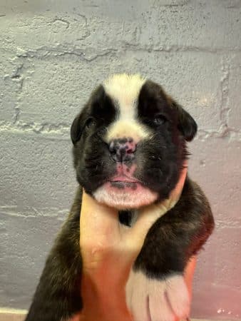 Image de la portée de chiot de l'élévage LE COADOU MICKAEL