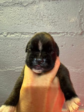 Image de la portée de chiot de l'élévage LE COADOU MICKAEL