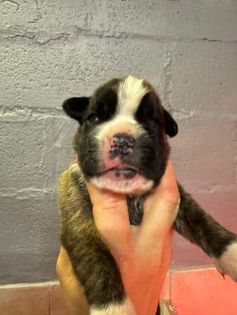 Image de la portée de chiot de l'élévage LE COADOU MICKAEL