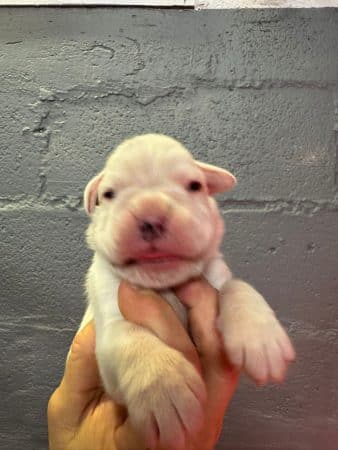 Image de la portée de chiot de l'élévage LE COADOU MICKAEL