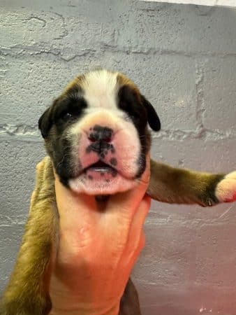 Image de la portée de chiot de l'élévage LE COADOU MICKAEL