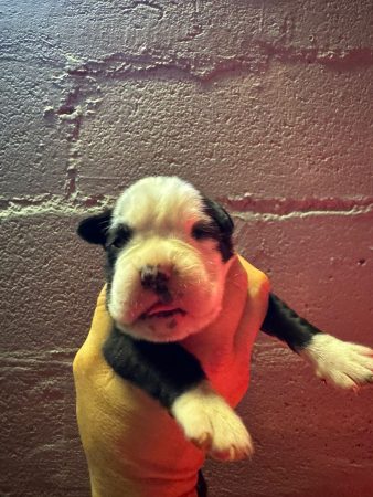 Image de la portée de chiot de l'élévage LE COADOU MICKAEL