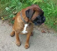 Chiots d'apparence Boxer à vendre chez l'éleveur DOMAINE DU ROI MORVAN