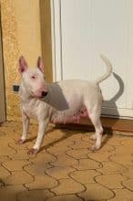 Chiots de race Bull terrier à vendre chez l'éleveur ELEVAGE DES ANGES DE COBRA