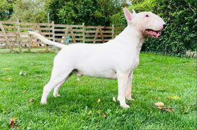 Chiots de race Bull terrier à vendre chez l'éleveur ELEVAGE DES ANGES DE COBRA