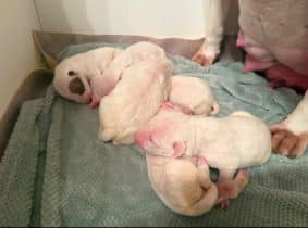 Chiots de race Bull terrier à vendre chez l'éleveur ELEVAGE DES ANGES DE COBRA