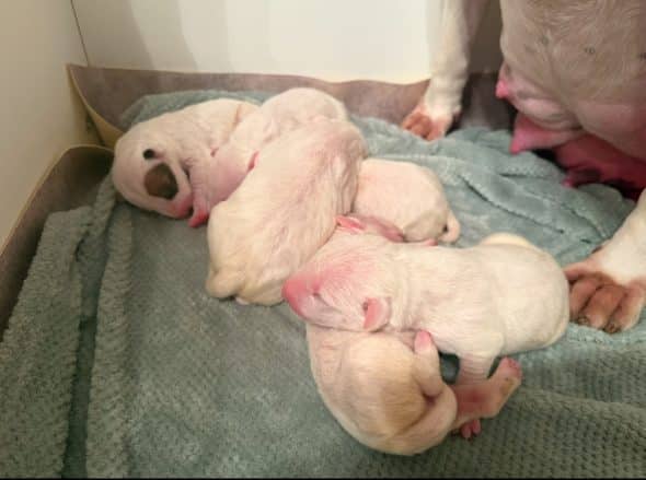 Image de la portée de chiot de l'élévage ELEVAGE DES ANGES DE COBRA