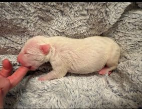 Chiots de race Bull terrier à vendre chez l'éleveur ELEVAGE DES ANGES DE COBRA