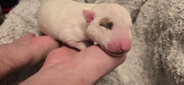 Image de la portée de chiot de l'élévage ELEVAGE DES ANGES DE COBRA