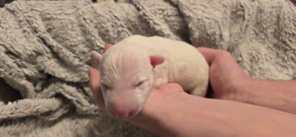 Image de la portée de chiot de l'élévage ELEVAGE DES ANGES DE COBRA