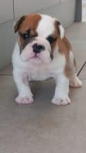 Chiots de race Bulldog anglais à vendre chez l'éleveur Stocky Family