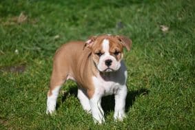 Chiots de race Bulldog continental à vendre chez l'éleveur DES SYMPHONIES D’ARLEQUIN