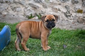 Chiots de race Bulldog continental à vendre chez l'éleveur DES SYMPHONIES D’ARLEQUIN