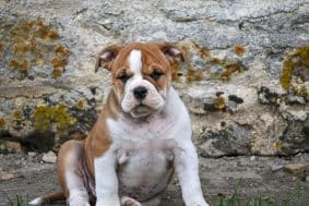 Chiots de race Bulldog continental à vendre chez l'éleveur DES SYMPHONIES D’ARLEQUIN