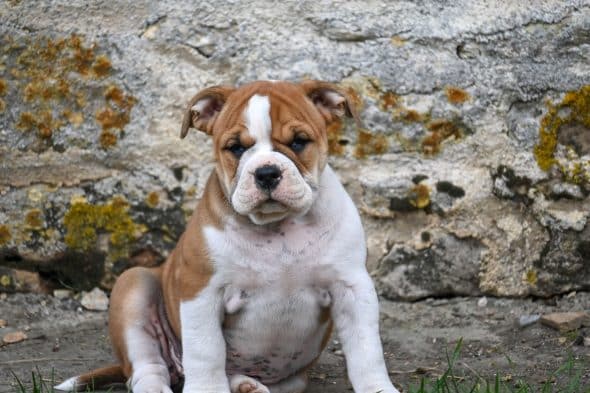 Image de la portée de chiot de l'élévage DES SYMPHONIES D’ARLEQUIN