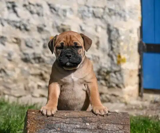 Image de la portée de chiot de l'élévage DES SYMPHONIES D’ARLEQUIN