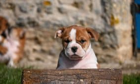 Chiots de race Bulldog continental à vendre chez l'éleveur DES SYMPHONIES D’ARLEQUIN