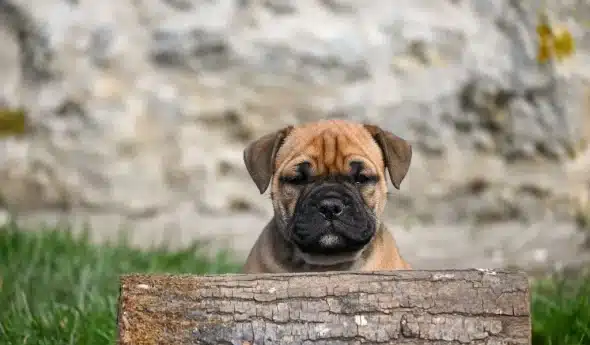 Image de la portée de chiot de l'élévage DES SYMPHONIES D’ARLEQUIN