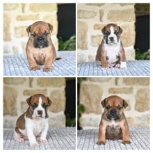 Chiots de race Bulldog continental à vendre chez l'éleveur DES SYMPHONIES D’ARLEQUIN