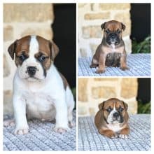 Chiots de race Bulldog continental à vendre chez l'éleveur DES SYMPHONIES D’ARLEQUIN