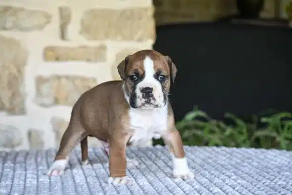 Image de la portée de chiot de l'élévage DES SYMPHONIES D’ARLEQUIN