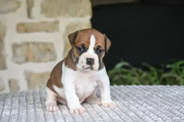 Image de la portée de chiot de l'élévage DES SYMPHONIES D’ARLEQUIN