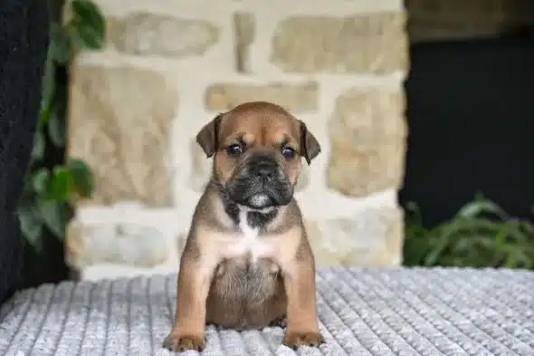 Image de la portée de chiot de l'élévage DES SYMPHONIES D’ARLEQUIN