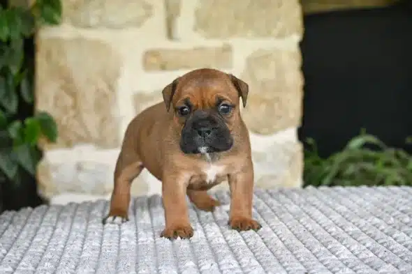 Image de la portée de chiot de l'élévage DES SYMPHONIES D’ARLEQUIN